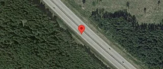Rådjur på vägen kan skapa fara på E20