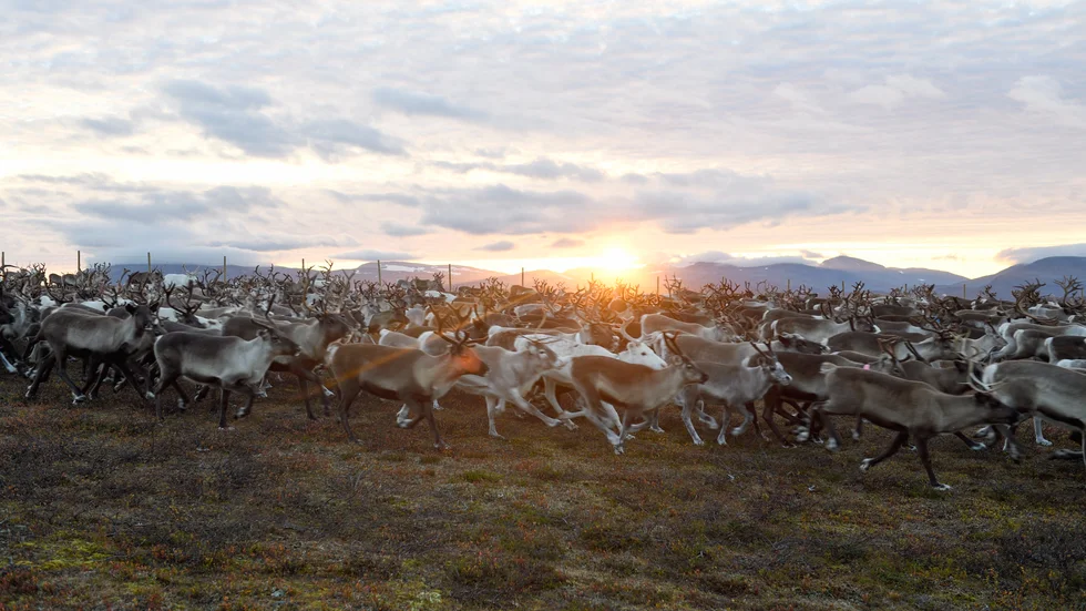 Regeringen ska börja om utredningen kring hur jakt och fiske ska bedrivas i renskötselområdena i fjällen. Arkivbild.