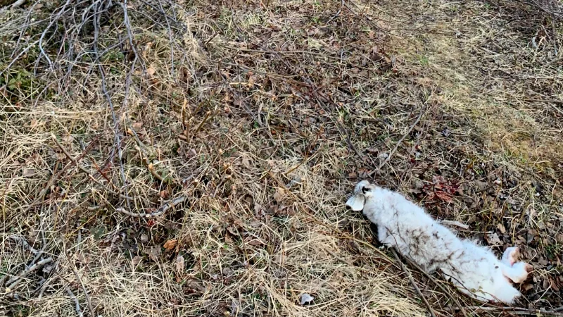 Männen uppger i förhör att de skjutit var sin hare. Men den ene mannens advokat menar att det finns brister i förundersökningen och att det inte går att bevisa att hennes klient skjutit någon hare till döds.