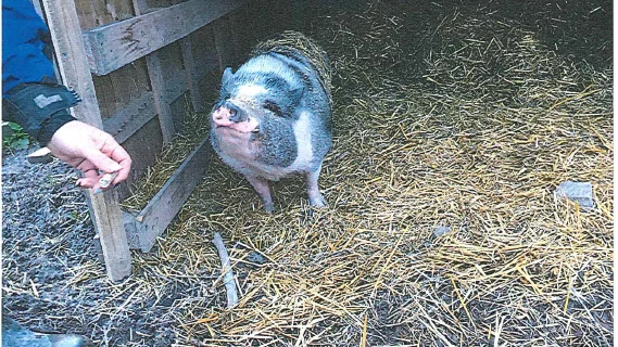 Minigris som hålls ensam, vilket upptäcktes vid länsstyrelsens kontroll.
