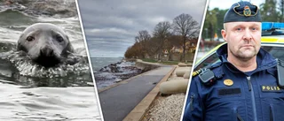 Säl tog sig upp på strandpromenaden – fick poliseskort hem