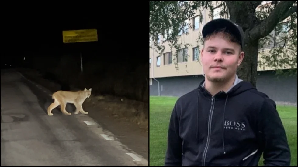 Robin Roos mötte ett lodjur på vägen mellan Rejmyre och Hävla. 