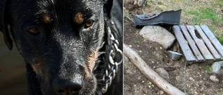 Skadad hund fastkedjad utomhus i oktober – krav på ägaren