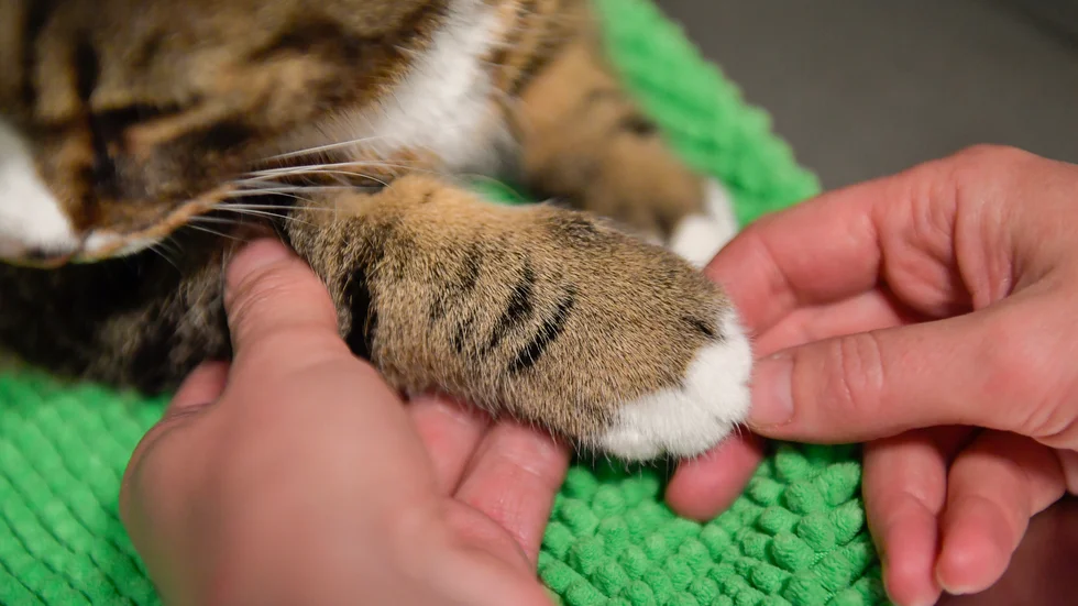 "Svenska beslutsfattare måste sluta förlita sig på att andra länder ska utbilda våra veterinärer", skriver Lena-Liisa Tengblad och Emma Terander.