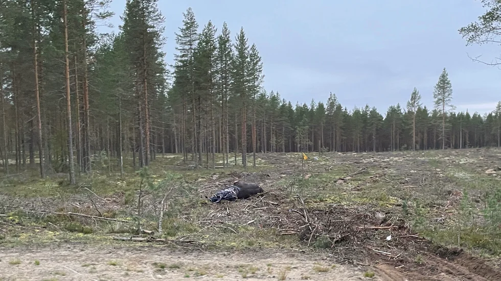 En personbil kolliderade med en häst på väg 374 mellan Pålberget och Böle natten mot måndagen.