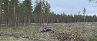 Dödsolycka utanför Piteå under natten – krockade med häst