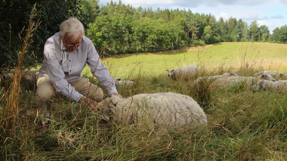Sven Olsson bor på den gård i närheten av Ringarum som utsattes för en vargattack under natten mot lördagen. 