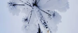 Hej, mitt vinterland...