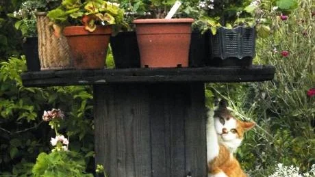 Katten Nisse har stenkoll på vad som händer i trädgården och gillar inte om matte ändrar om för mycket i rabatterna.