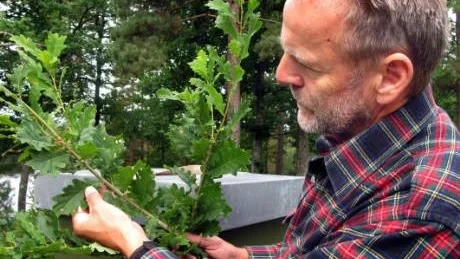 Biodlaren Walle Johansson i Hjorted visar på ett ekblad där bladlöss sitter och som är grunden till  att han kan skörda bladhonung.