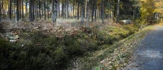 Träd över cykelbana