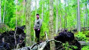Vindfällor. Jan Karlsson tycker att det vore rimligt att de färska vindfällorna togs bort ur skogen för att hindra granbarkborrens härjningar.