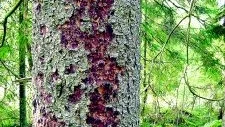 Angripen gran. Här ser man tydligt att barkborrarna har bosatt sig i granen och sakta men säkert ser de till att granens försvar försvagas och till slut dör den. Foto: Michael Ekstrand/Skogsstyrelsen