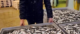 Swe-Dan Seafood tvingas betala 100 000 kr i böter