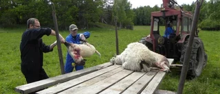 Vargen slog till igen