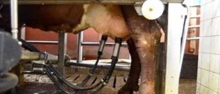 Stort intresse för nybyggd robotmjölkning