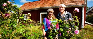 Den idylliska lilla byn, Vråka