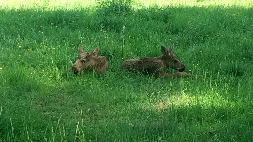 GULLIGT. Två små älgbebisar har fötts i Virums älgpark. Nu kan du vara med och ge namnförslag!
