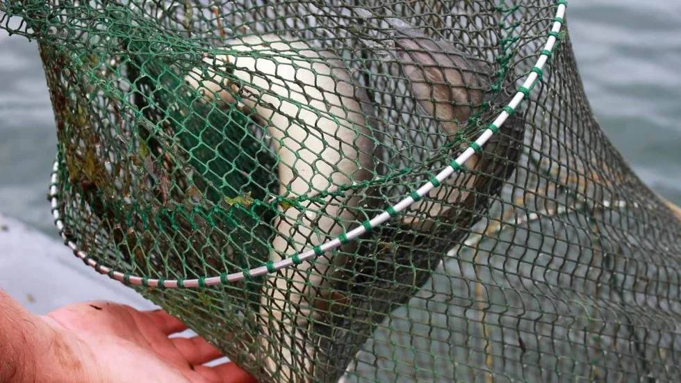 Ålfiske. För att fiska ål krävs särskilt tillståndl. Foto:Kustbevakningen