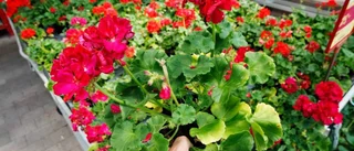 Sommarblommorna är här nu