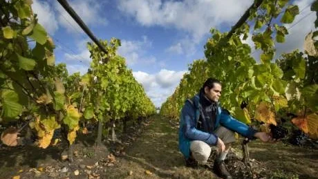 Vinodling i Toscana? Nej, i skånska Klagshamn.Foto: Scanpix