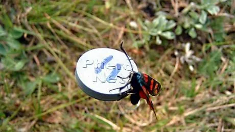 En sexfläckad bastardsvärmare har fastnat för dofterna på plastkorken. I förlängningen kan arbetet med feromoner, som används för att locka fram hotade arter, förhoppningsvis också skapa en giftfri bekämpning av skadeinsekter.