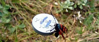 Sexuella dofter lockar fram sällsynta insekter