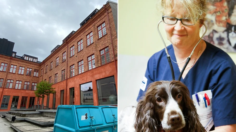 Hit till kårhusstiftelsens byggnad på Nygatan vill Evidensia flytta sin veterinärklinik. "Vi har ett stort behov av större lokaler", säger klinikchef Annika Henschen.