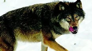 Varg. Många är rädda för vargens aptit på tamboskap, men Jan Emanuel Johansson säger att det problemet går att lösa med flera olika åtgärder. Foto: Hasse Holmberg/Pressens bild