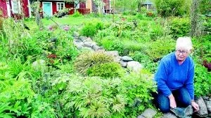 Öppen trädgård. I Elisabeth Larssons trädgård i Aläng Loftahammar kommer den trädgårdsintresserade att finna massor med olika och ovanliga växter om man tar en tur på söndag då det hålls öppen vårträdgård på fyra platser i kommunen.