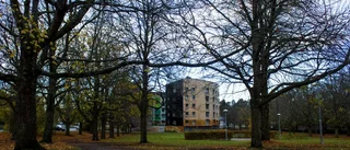 Träd i vägen för ny cykelbana