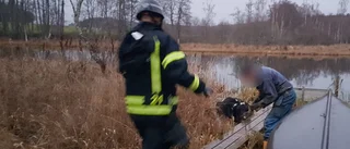 Ko fick vinschas upp på land