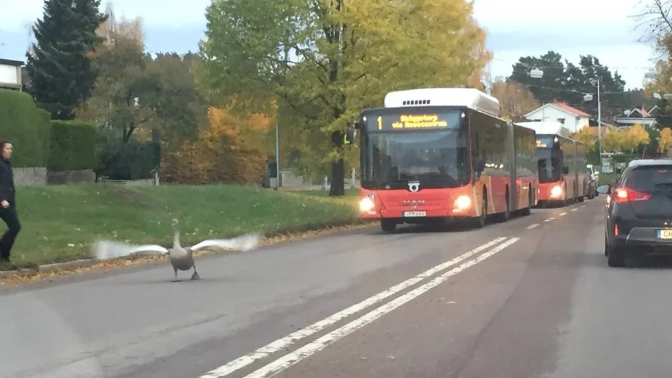 Takeoff. Andreas Gustafsson fångade ögonblicket just när svanen lättade från Vistvägen.