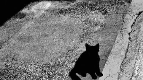 Småskaligt. Svart katt.