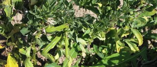 Vegetarisk djurmat lockar livsmedelsindustrin