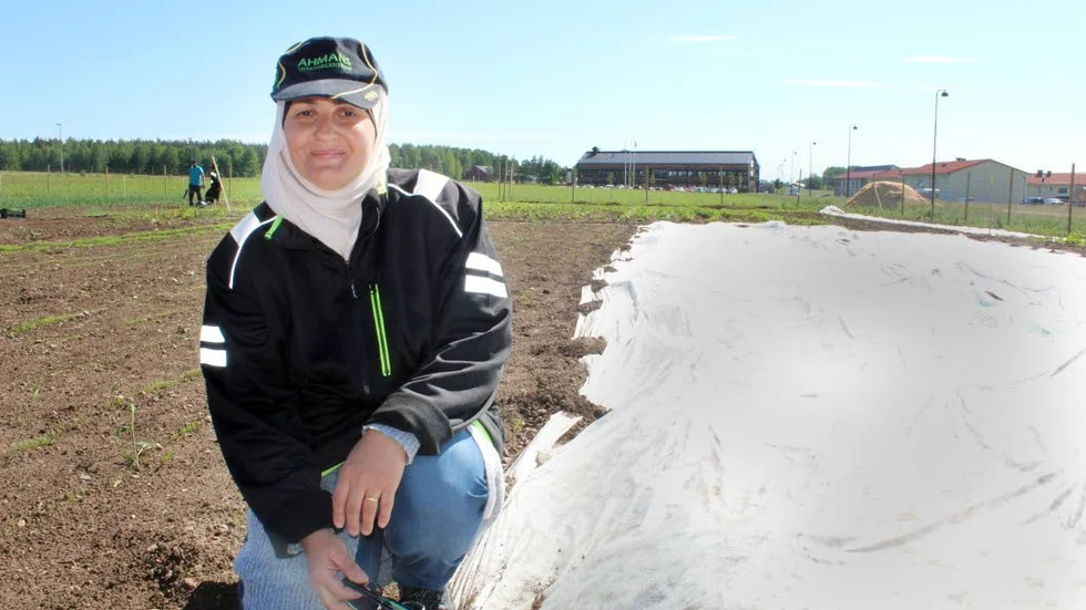 Kuvös. Gurkplantorna drogs upp i växthus. Nu har Ruwaida Al-Tabookhi från Irak planterat dem utomhus i skydd av en fiberduk.