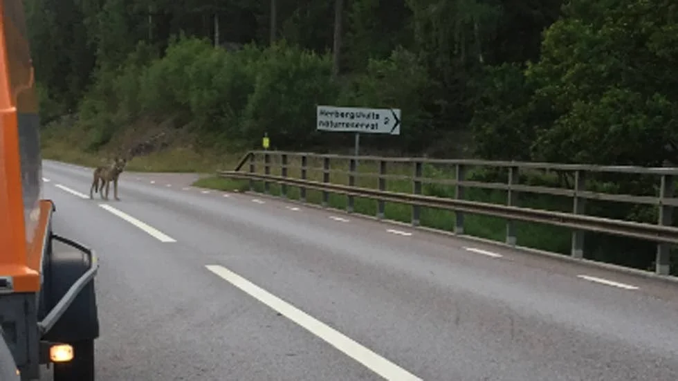 Passage. Djuret valde till slut att gå över väg 134 mellan Kisa och Österbymo.