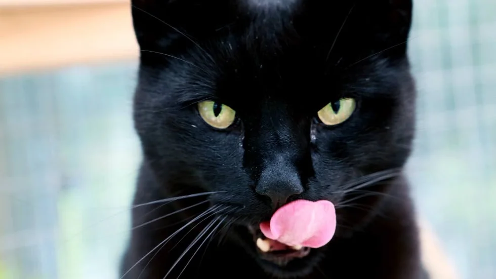 Zorro, en mycket vacker kattpojke, en av flera katter som just nu "semestrar" på Kulans katthotell.