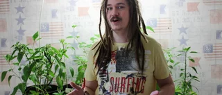 Odlade cannabis – bytte till chili