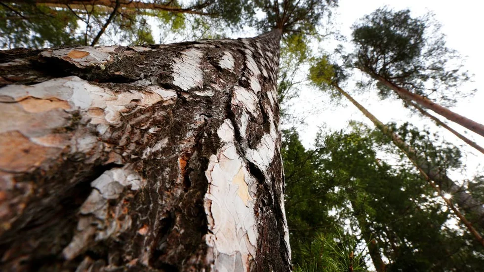 Naturreservat. Naturvårdsverkets pengar går både till att utvecklia befintliga naturreservat och skapa nya.