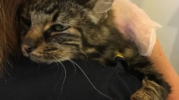"Den är enormt kelig", säger Karin Hallin om den inlämnade katten.