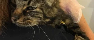 Tatuerad katt inlämnad hos polisen