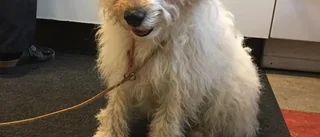 UPPDATERAD: Ägaren är hittad och hunden har fått komma hem