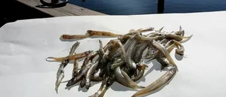Vattnet som ska rädda Roxens fisk