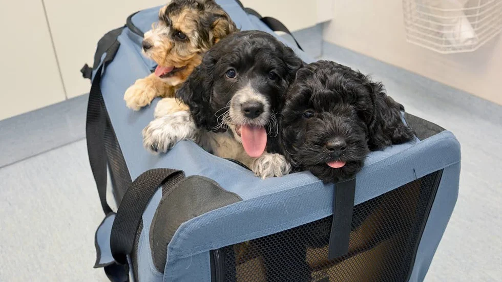 Det är spännande att vara hos veterinären, tycker valparna, tycker valparna, som trängs om uppmärksamheten.