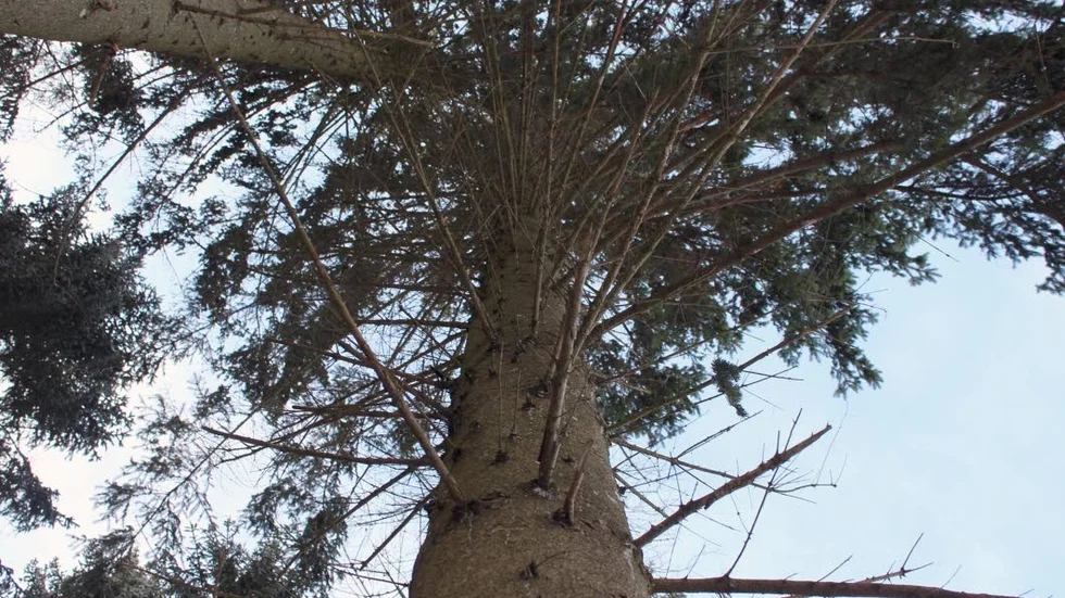 Priset på skog fortsätter att ligga högt i södra Sverige.