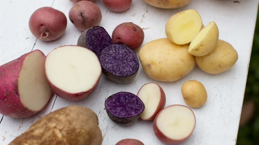 Det finns många sorters potatis att välja mellan.