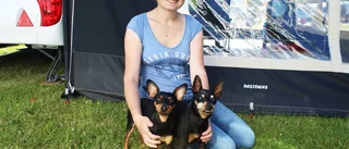Lös hund kan innebära livsfara i trafiken