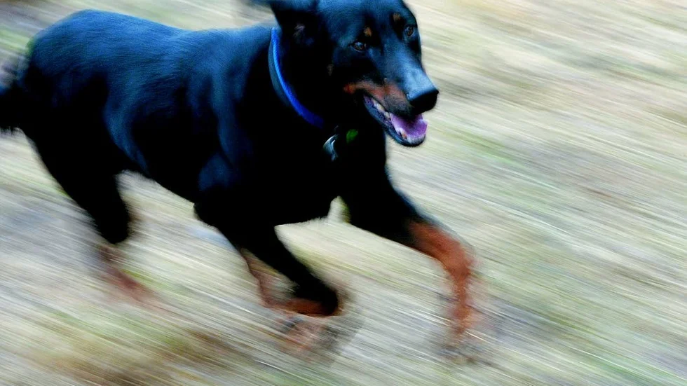 En hund skadades i samband med ett bråk.