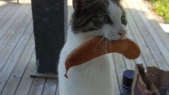 Snuttan har fått smak för charkvaror.
